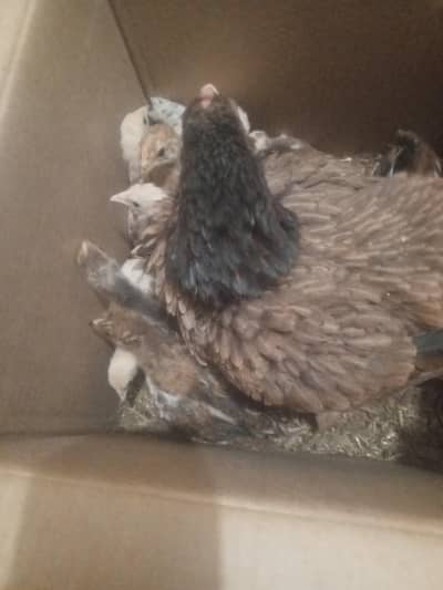 aseel hen pure 9 months old with 8 chicks twe month old