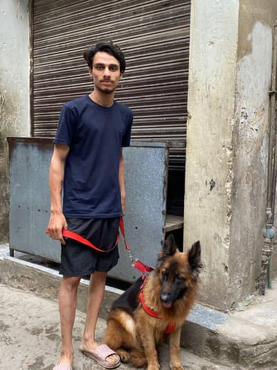 German shepherd female bitch age 1.11 month urgent sale