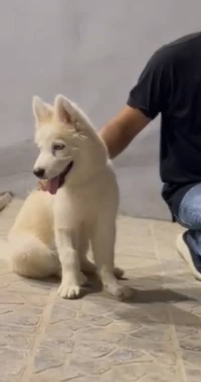 White Alaskan Huskey Full Trained