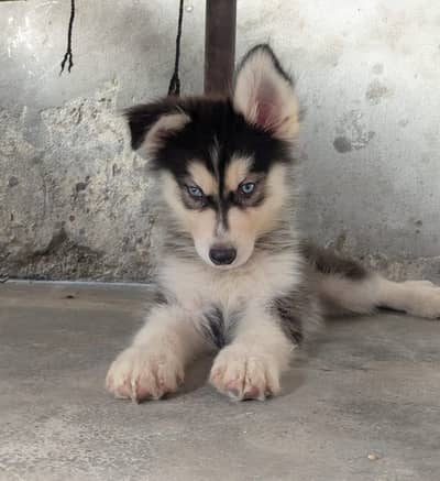 Siberian Husky Dog