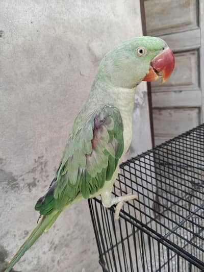 Raw parrot for sale contact number 03027334773 Whatsapp pr rabta kry