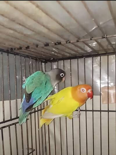 Birds and Cages