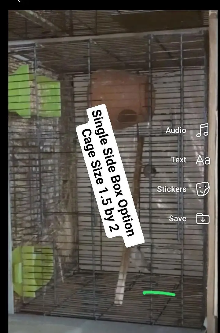Birds and Cages — photo 6