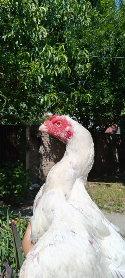 old blood line heera madi
