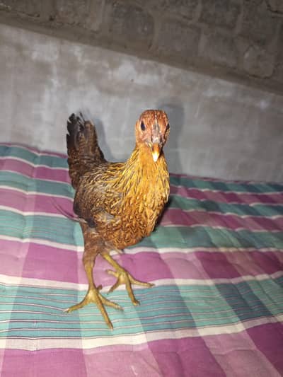 5 Month misri layer hens for sale