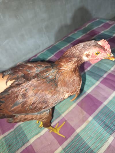 5 Month misri hens for sale