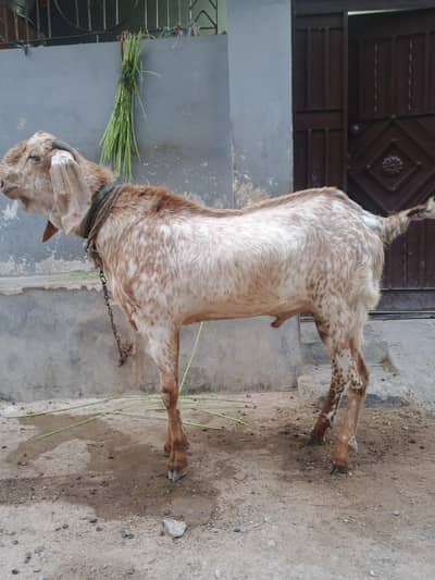 makhi cheena breeder top quality