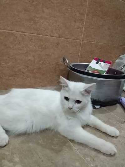 Persian cat male litter train food sub khata hai