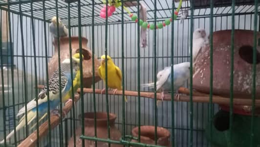 selling austrailian parrots with there cages.