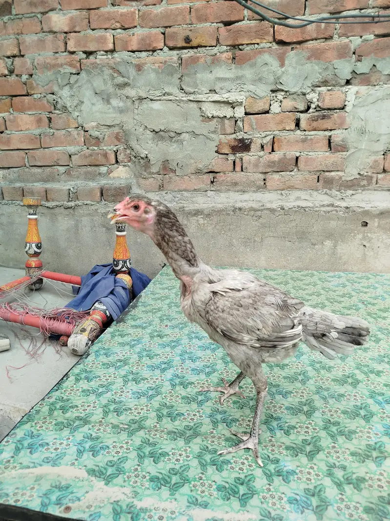 turkish hint + burmi pokoye — photo 3