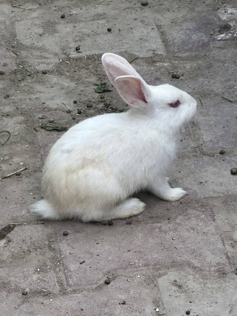 Rabbit babies 1