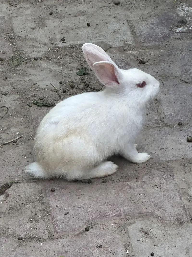 Rabbit babies — photo 2