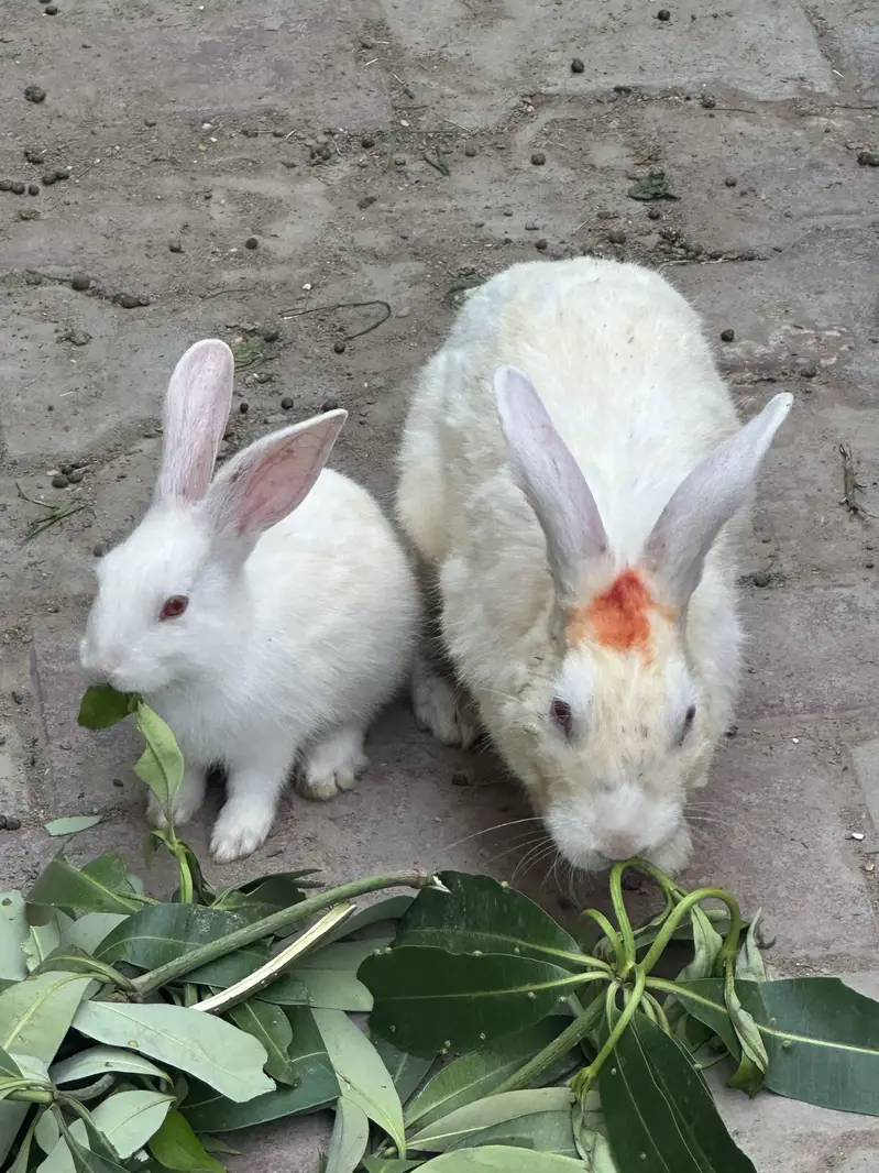Rabbit babies — photo 4