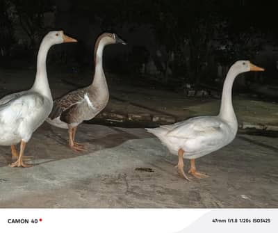 3 healthy Domestic  Geese for sale