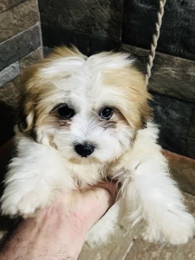 Shihtzu Dog female white brown