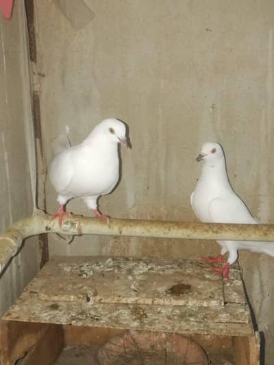 Patti Wala pair