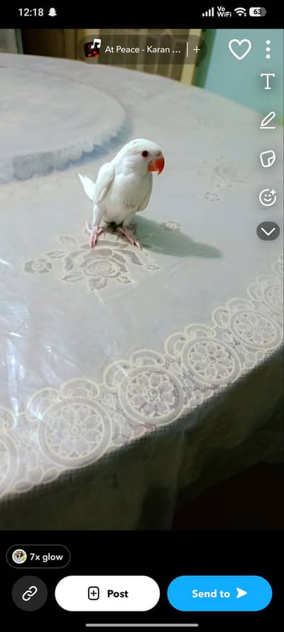 parrots