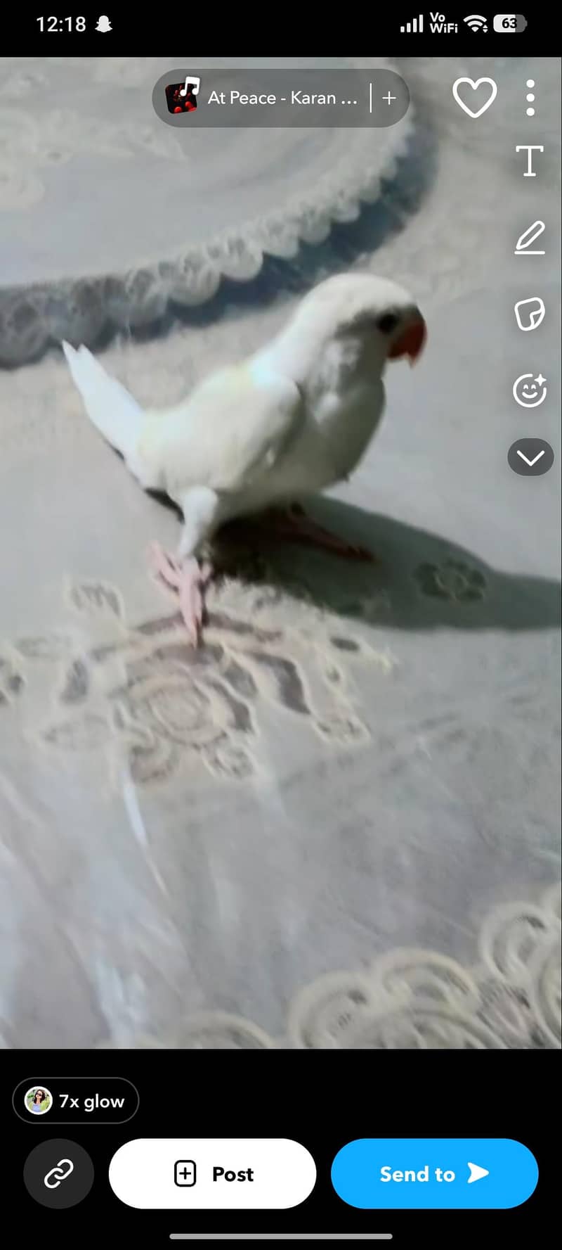 parrots 1