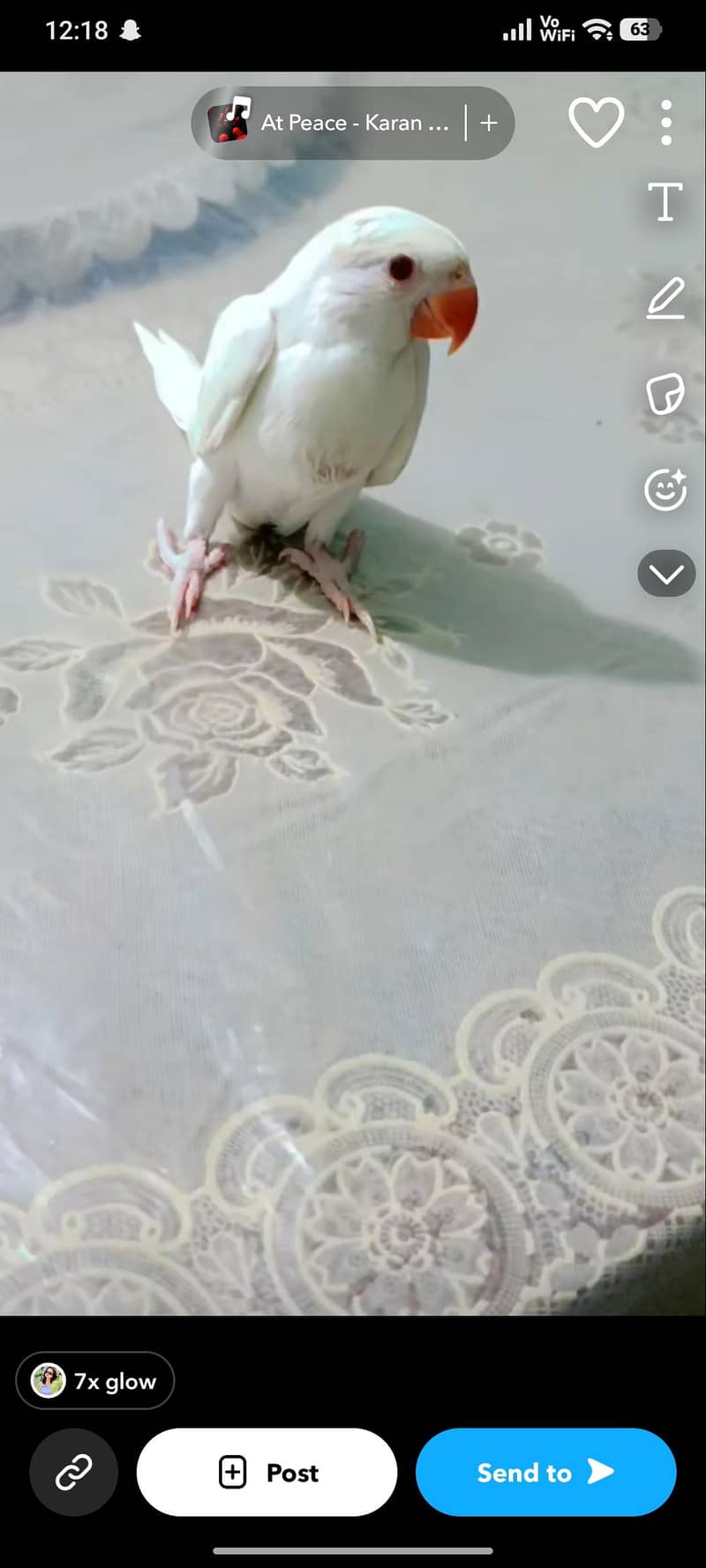 parrots 2