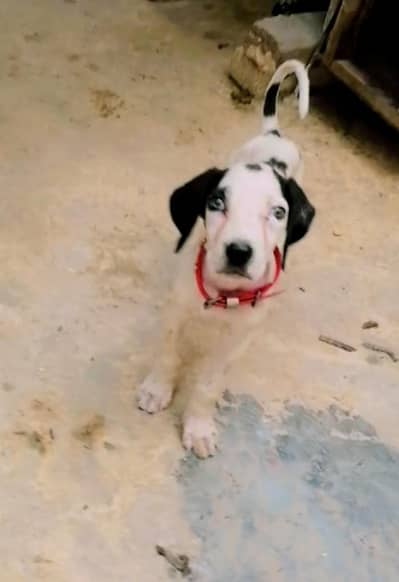 pure Bully  male puppy available for sale