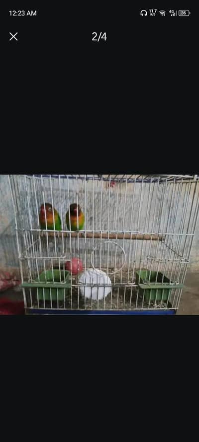 fisher pair available all ok ha cage k sat 2hazar k pair only 1500