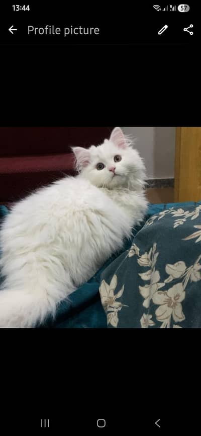 Cat female 
