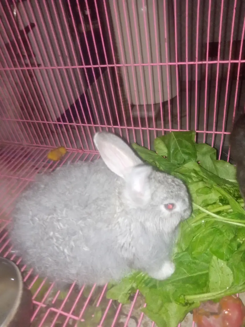 flemish giant rabbit pair for sale