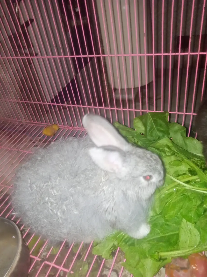 flemish giant rabbit pair for sale — photo 2