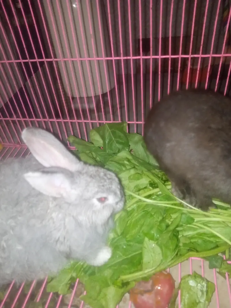 flemish giant rabbit pair for sale — photo 3