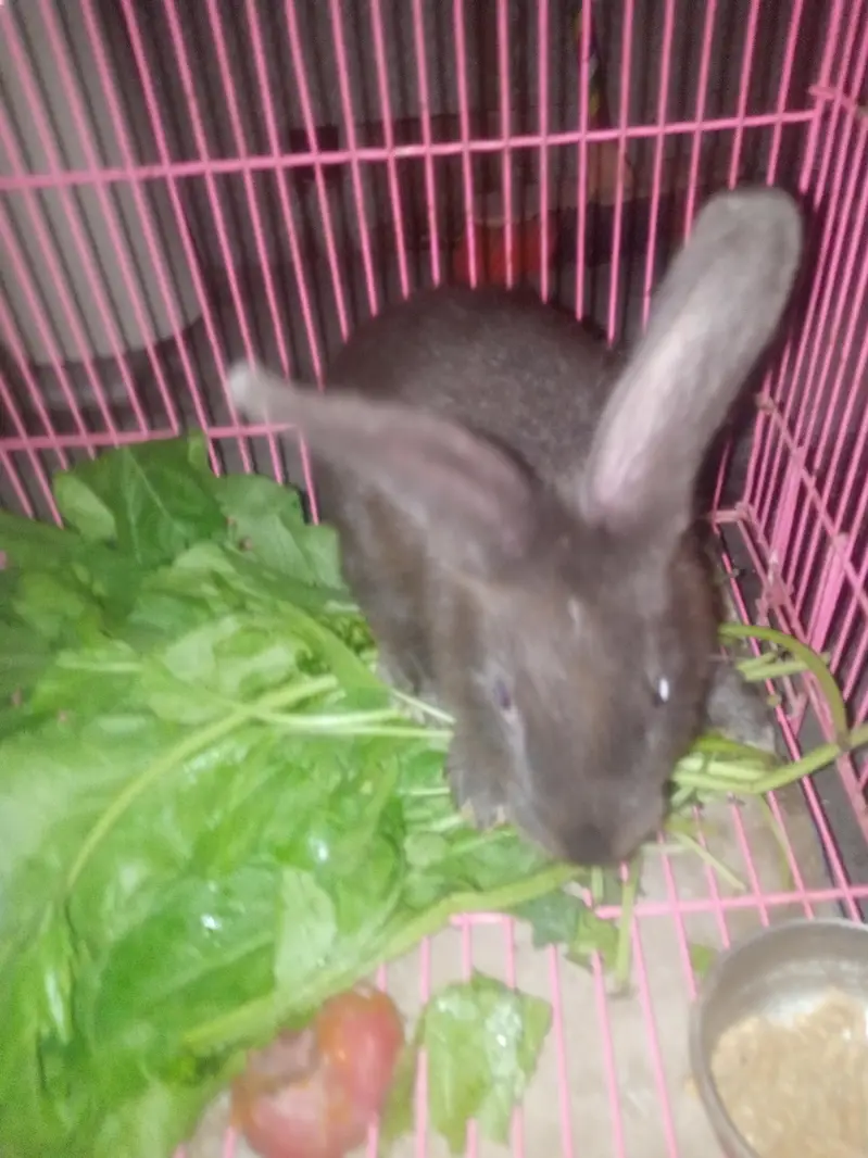 flemish giant rabbit pair for sale — photo 4