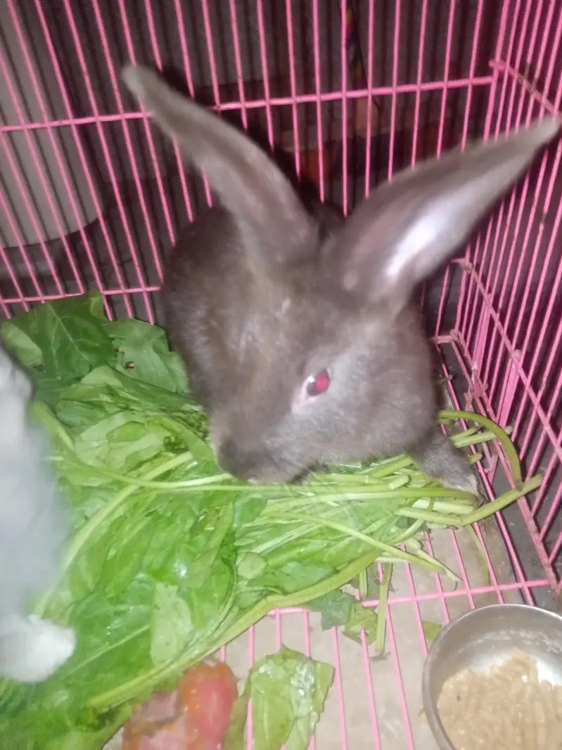flemish giant rabbit pair for sale — photo 5