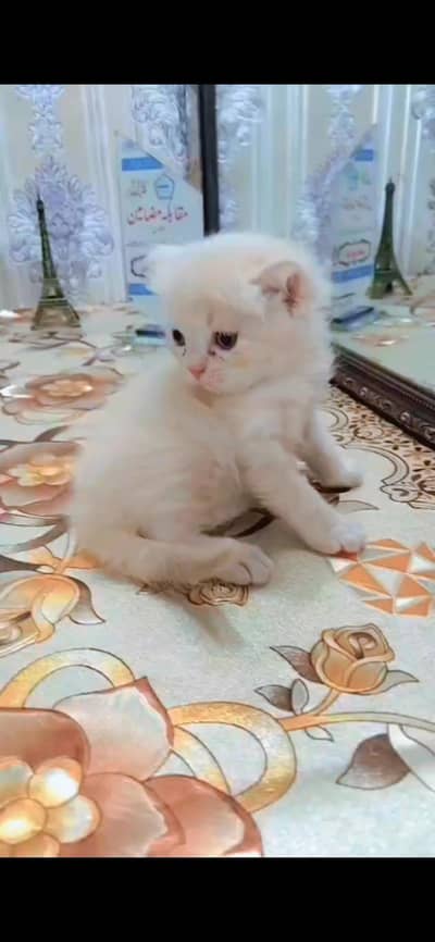 Persian kittens for sale triple coated