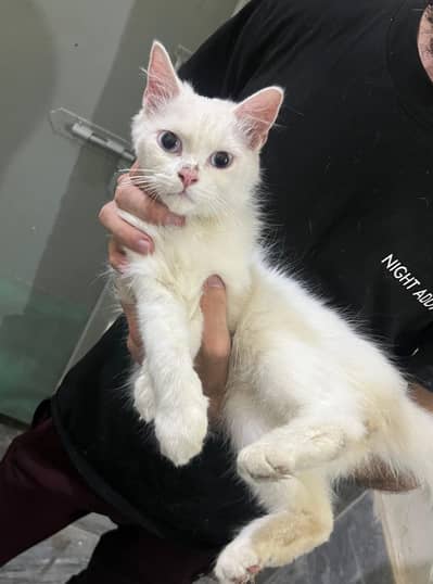 Beautiful White Persian Cat
