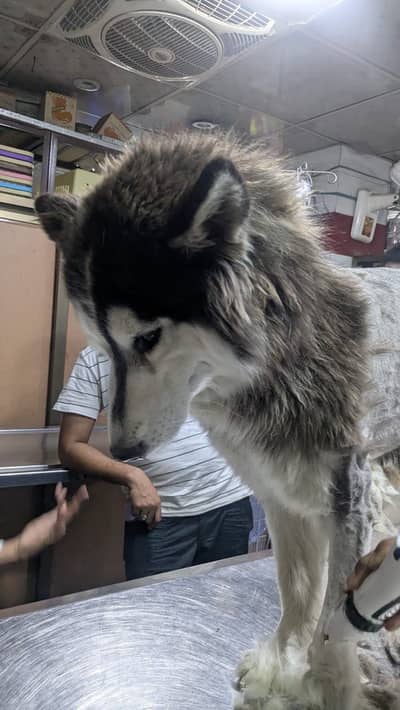 Siberian Husky