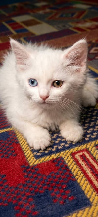 ​Stunning Odd-Eye / Blue-Eye Kitten for Loving Home