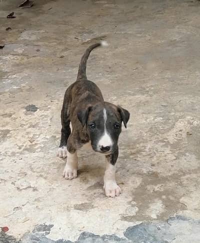 gultair male puppy (waleti)