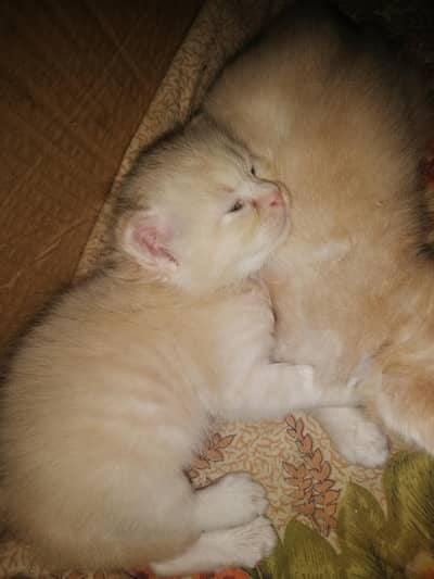 Persian kitten for sale