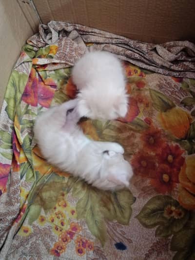 Persian kitten for sale triple coated