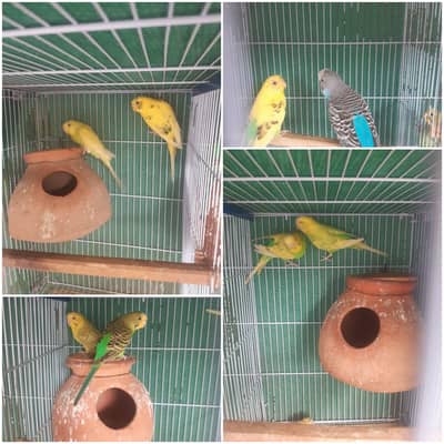 ready made budgie parrots