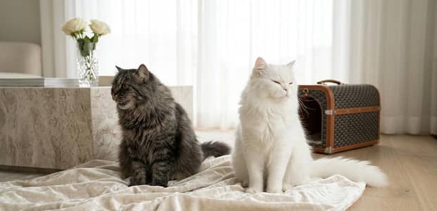 Persain kittens