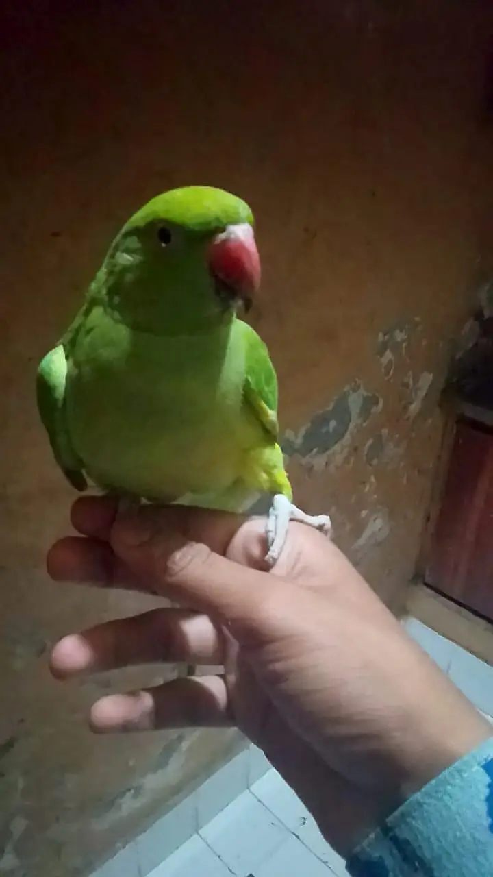 very beautiful parrot