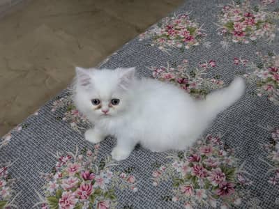 White Persian female kitten