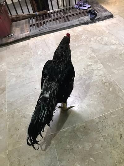 arjant for sale