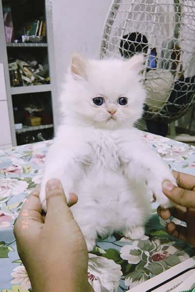 Pure Breed Himalayan Male Kitten – 2 Months Old