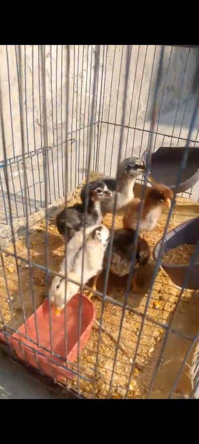 Aseel chicks