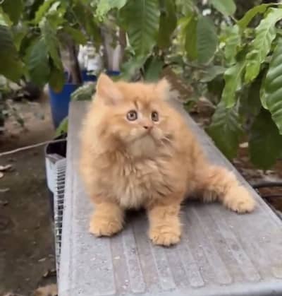 Quality Persian Punchface cat & kitten. moreWhatsApp 03286040437