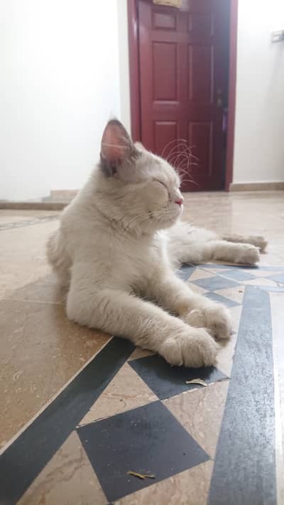 Persian. cat fully trained