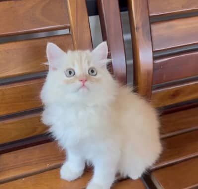 Quality Persian Punchface cat & kitten. moreWhatsApp 03286040437