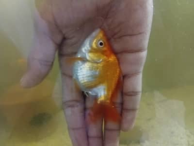 IMPORTED GOLDFISH