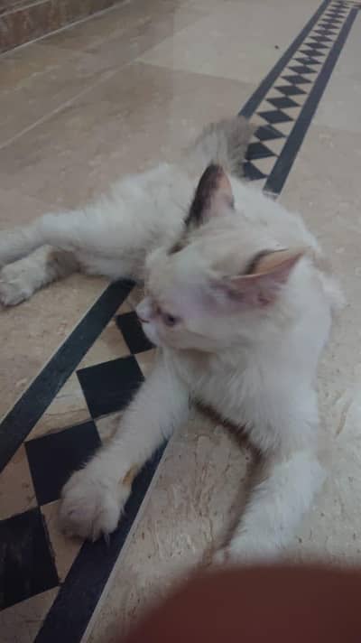 beautiful blue eyed persian female cat